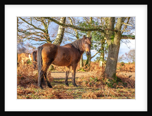 Horse in forest by Assaf Frank